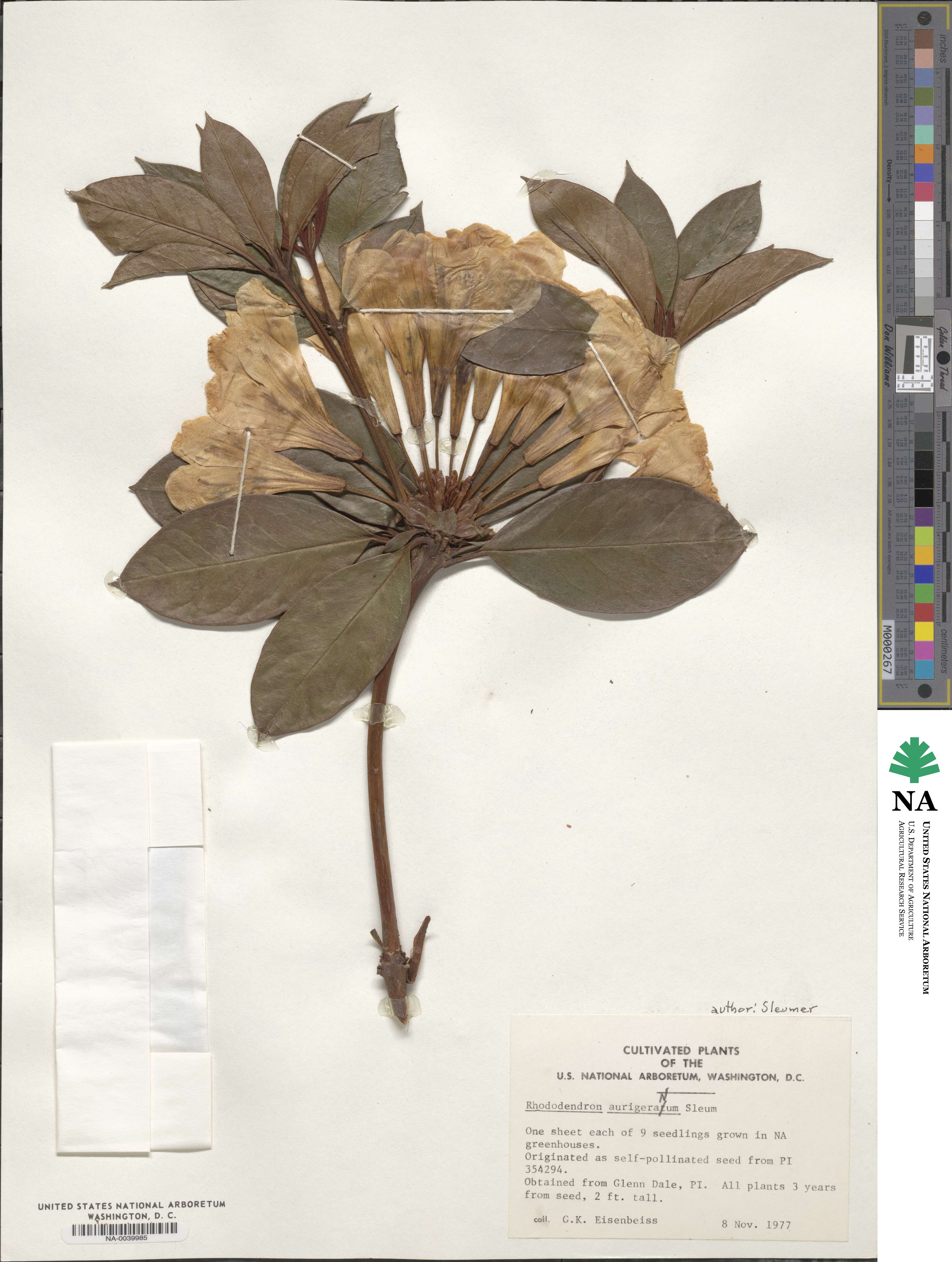 Rhododendron aurigeranum image