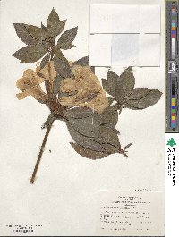 Rhododendron aurigeranum image