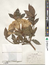 Rhododendron aurigeranum image