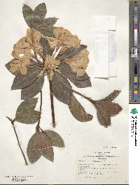 Rhododendron aurigeranum image