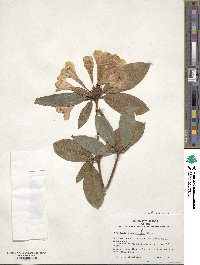 Rhododendron aurigeranum image