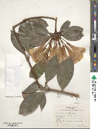 Rhododendron aurigeranum image