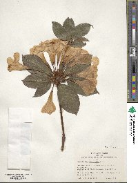 Rhododendron aurigeranum image