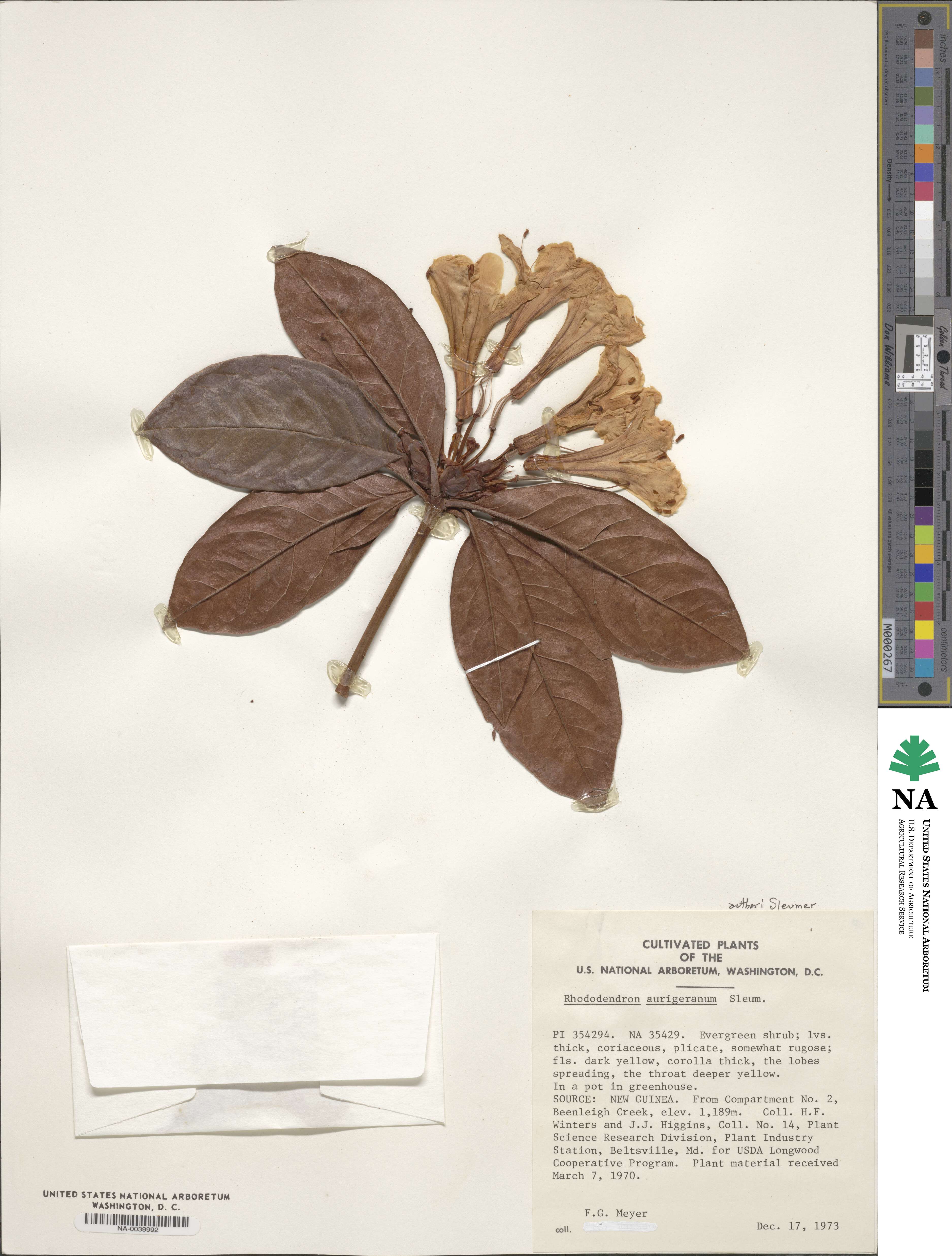 Rhododendron aurigeranum image