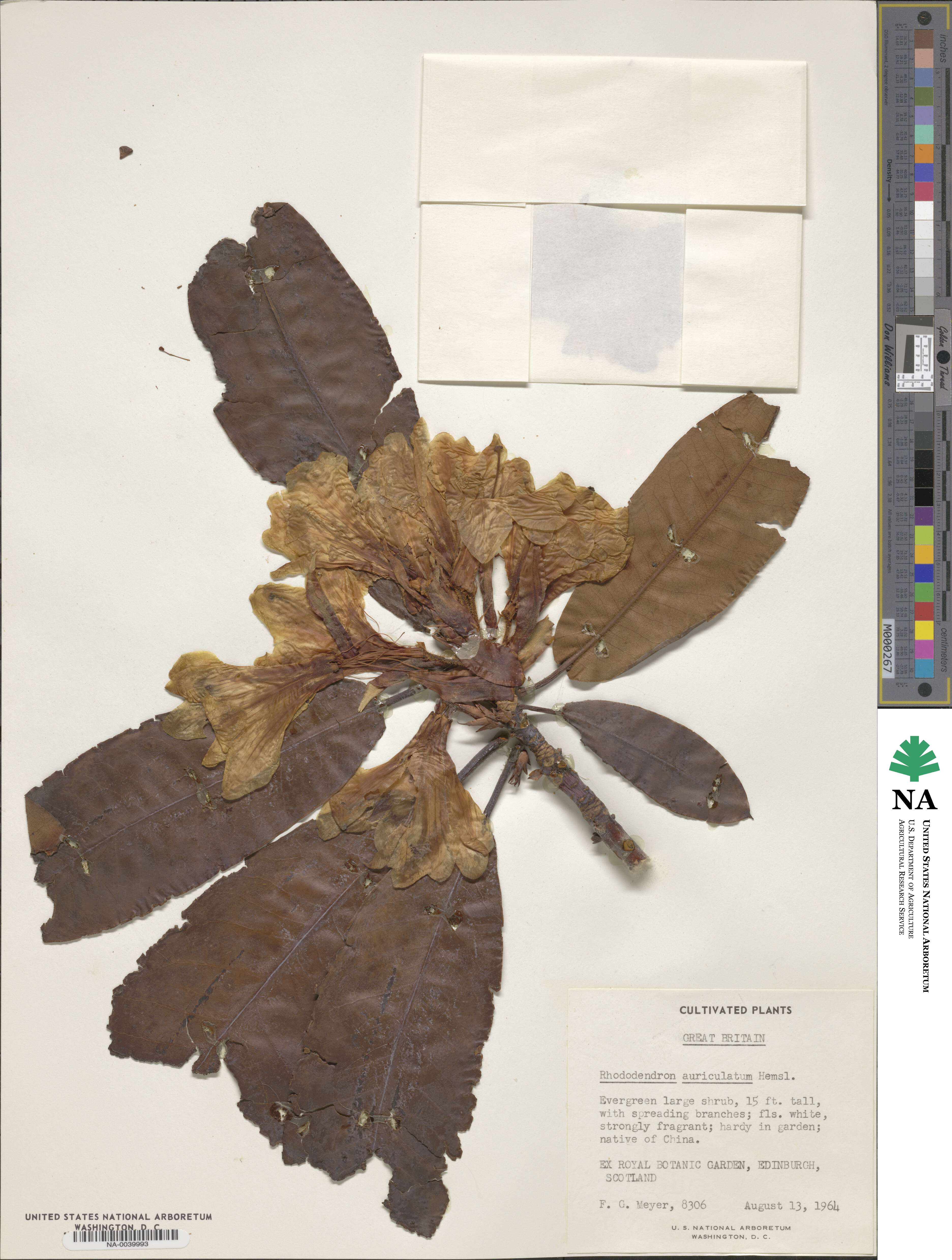 Rhododendron auriculatum image