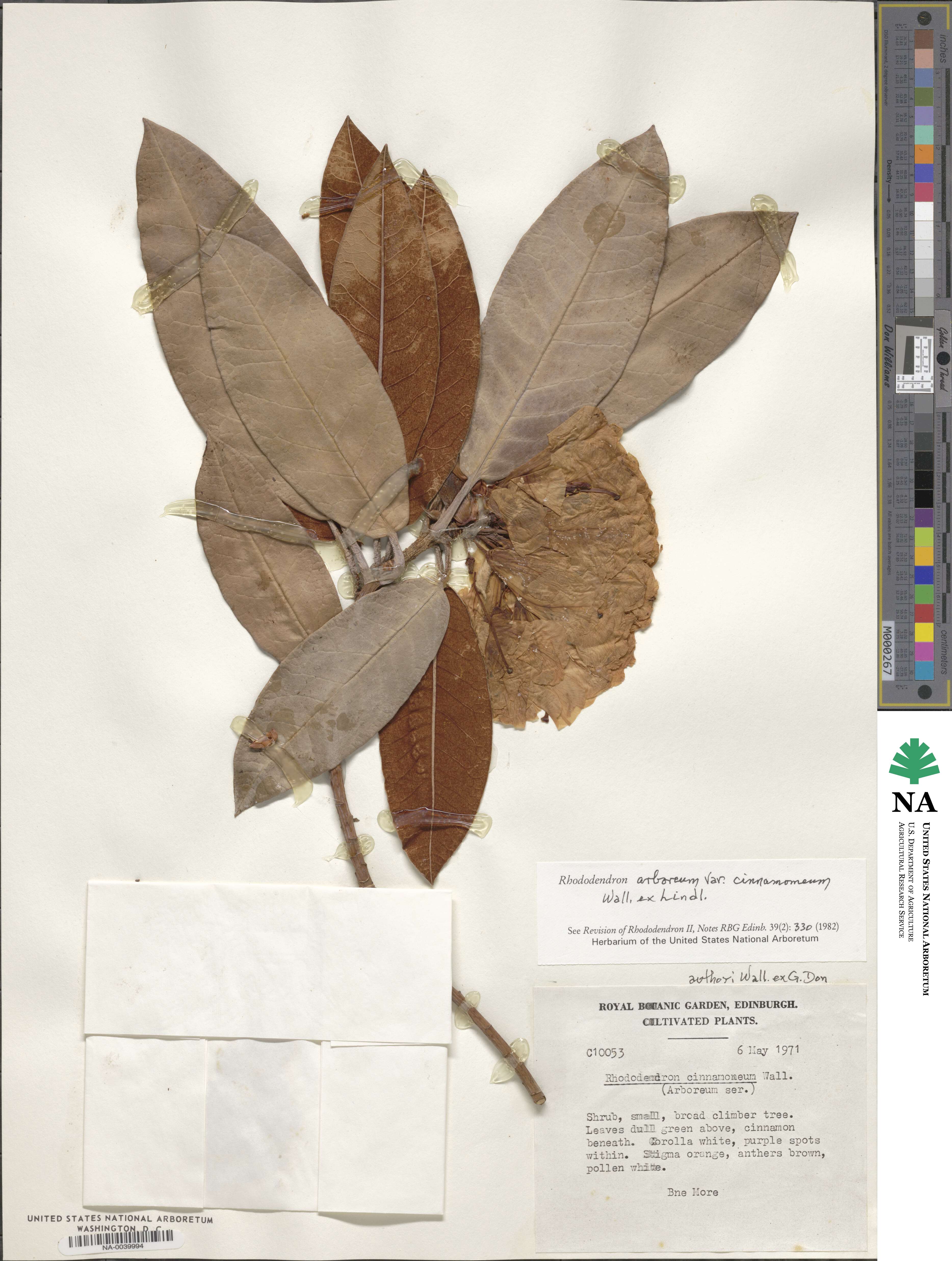 Rhododendron arboreum subsp. cinnamomeum image