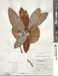 Rhododendron arboreum image