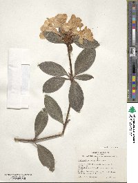 Rhododendron aurigeranum image