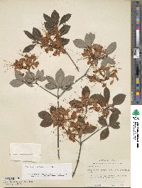 Rhododendron cumberlandense image