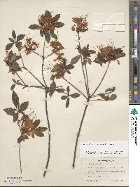 Rhododendron cumberlandense image