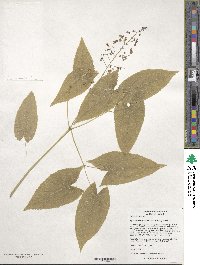 Epimedium sagittatum image