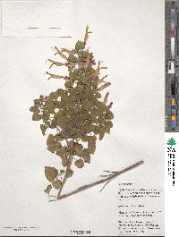 Salvia regla image