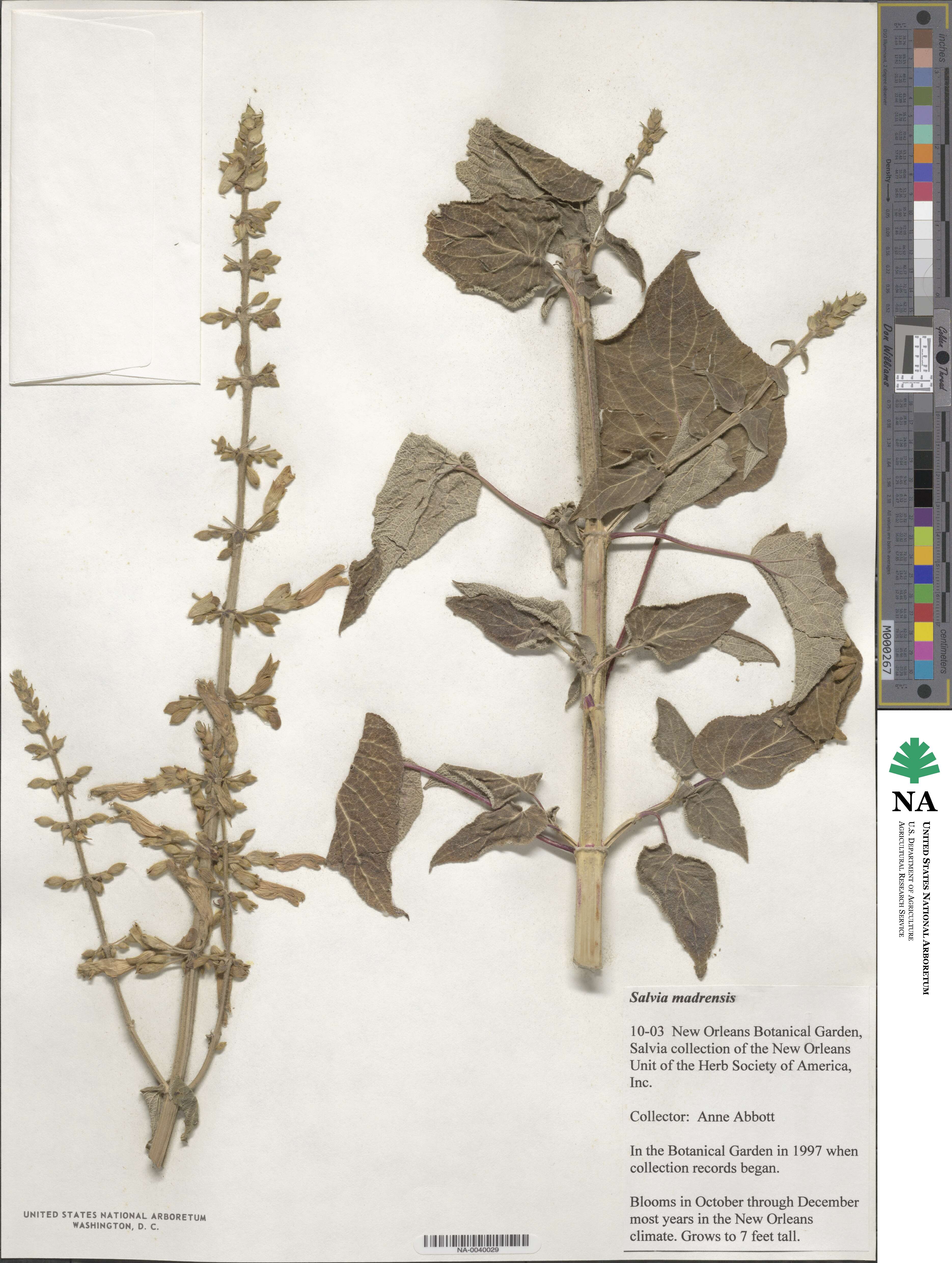 Salvia madrensis image