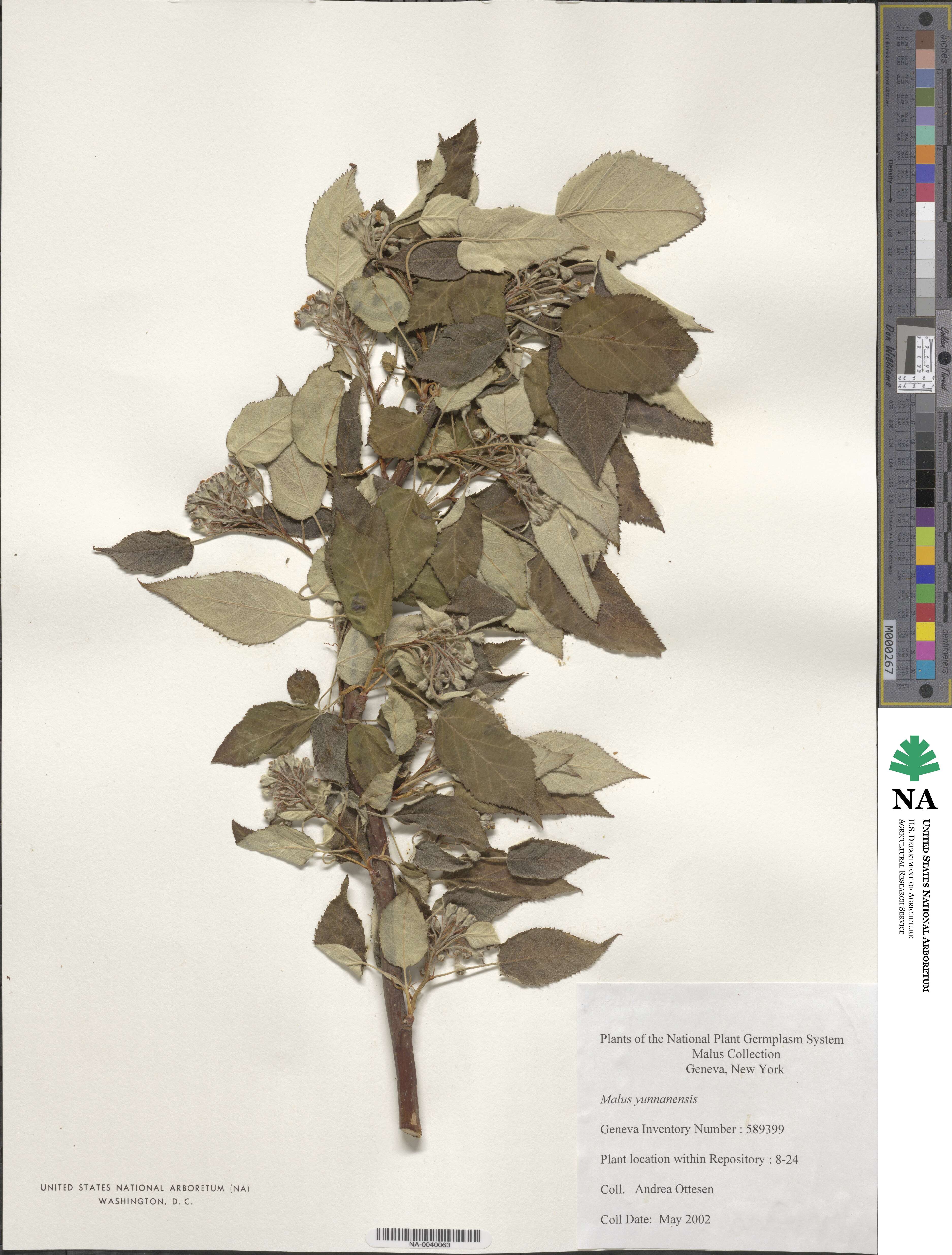 Malus yunnanensis image