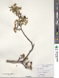 Malus spectabilis image