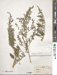 Chenopodium album image