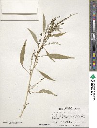 Amaranthus cannabinus image