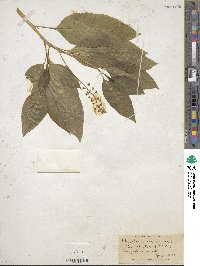 Phytolacca americana image