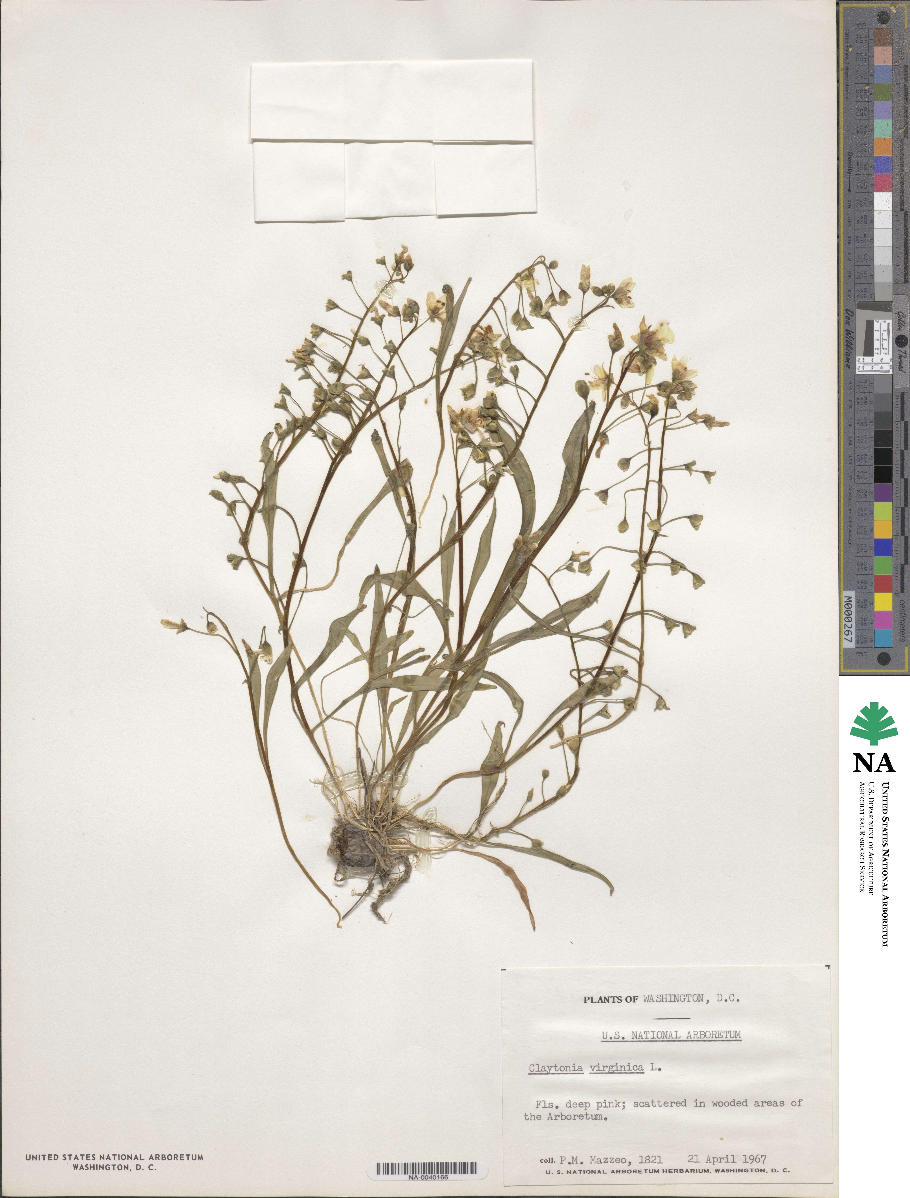 Claytonia virginica image