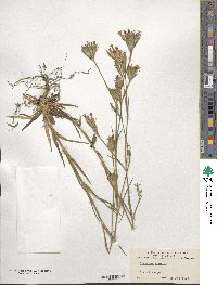 Dianthus armeria image