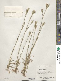 Dianthus armeria image