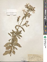 Saponaria officinalis image