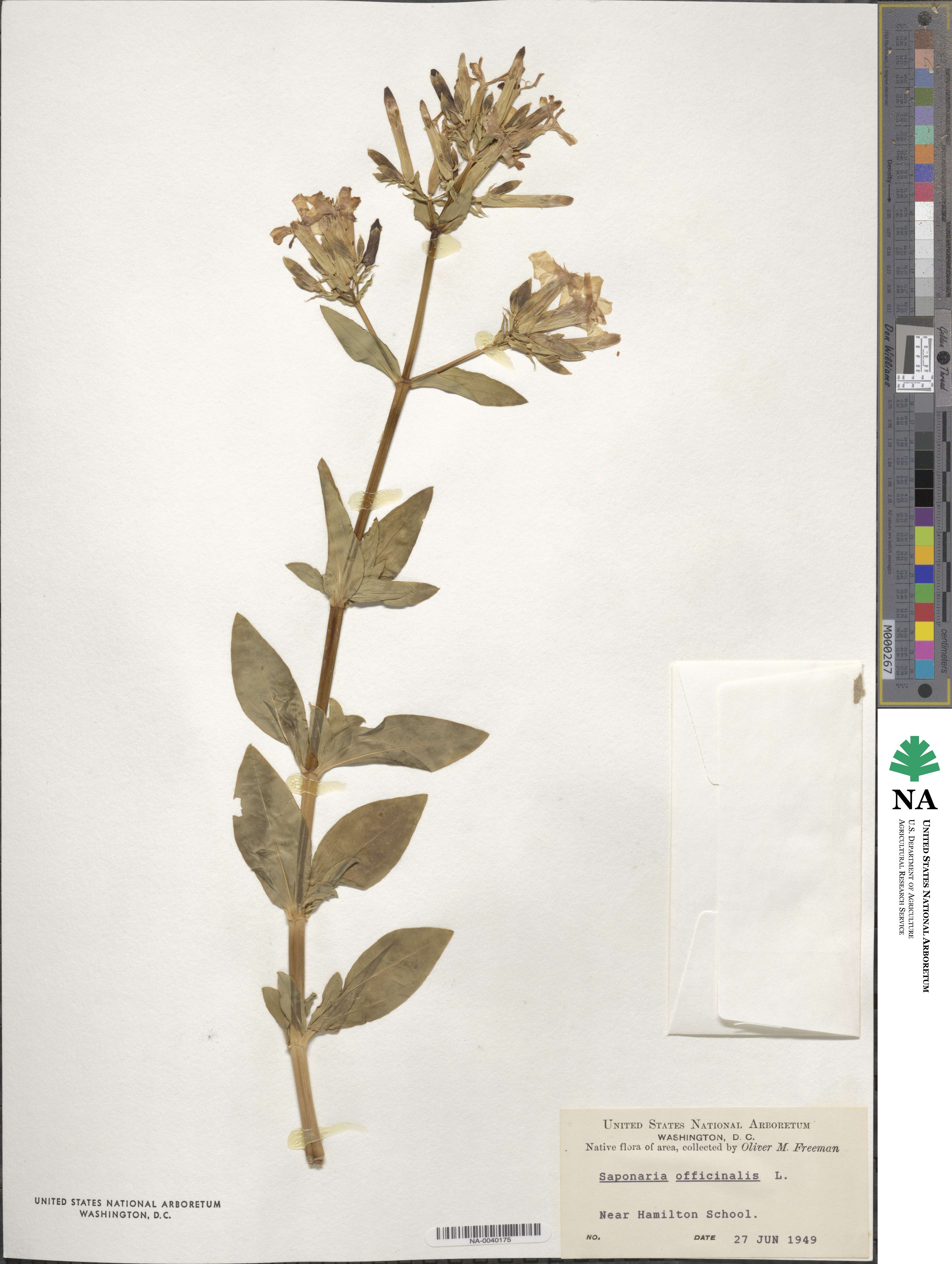 Saponaria officinalis image