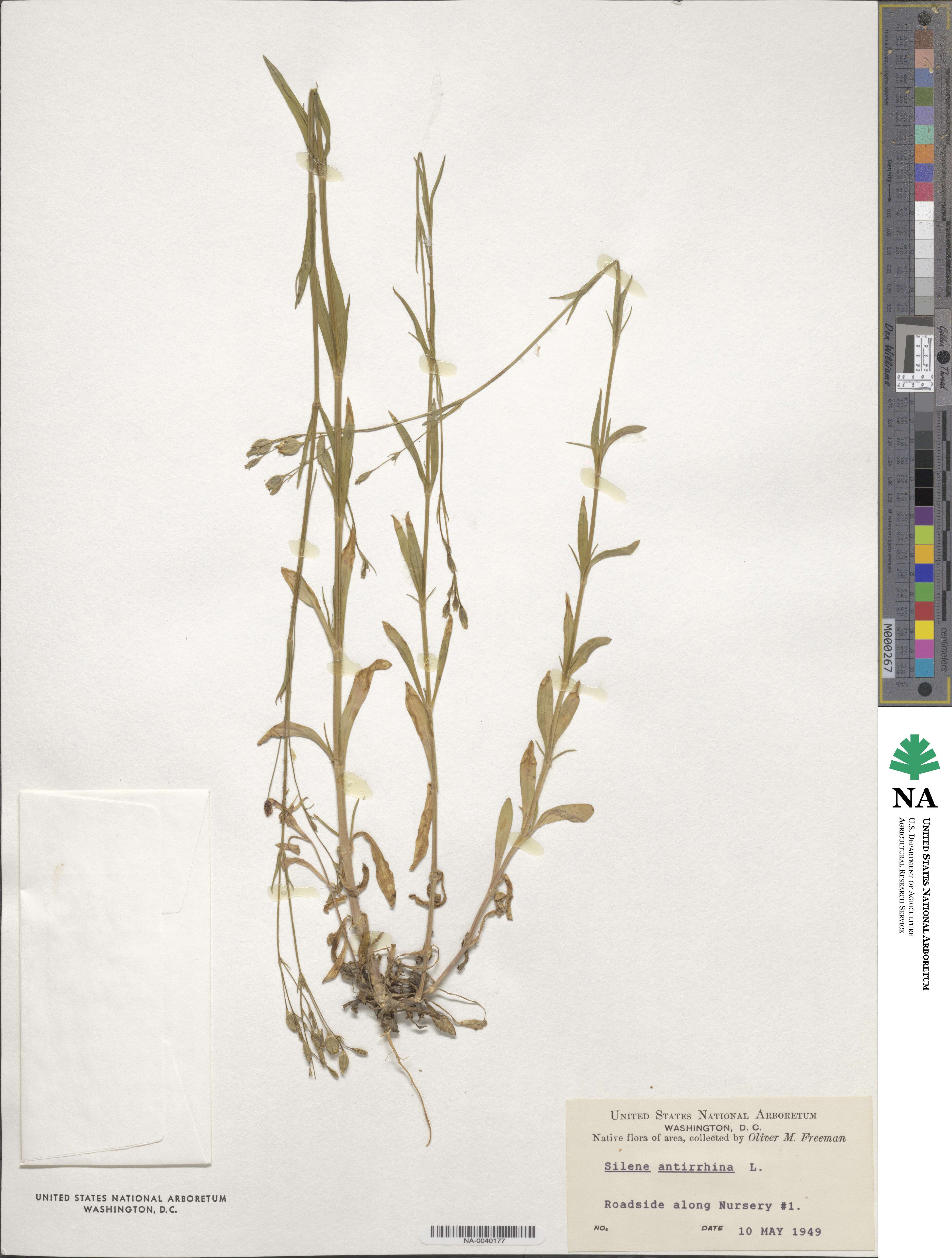 Silene antirrhina image