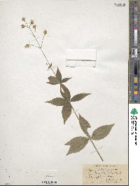 Silene stellata image