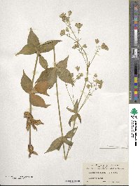 Silene stellata image