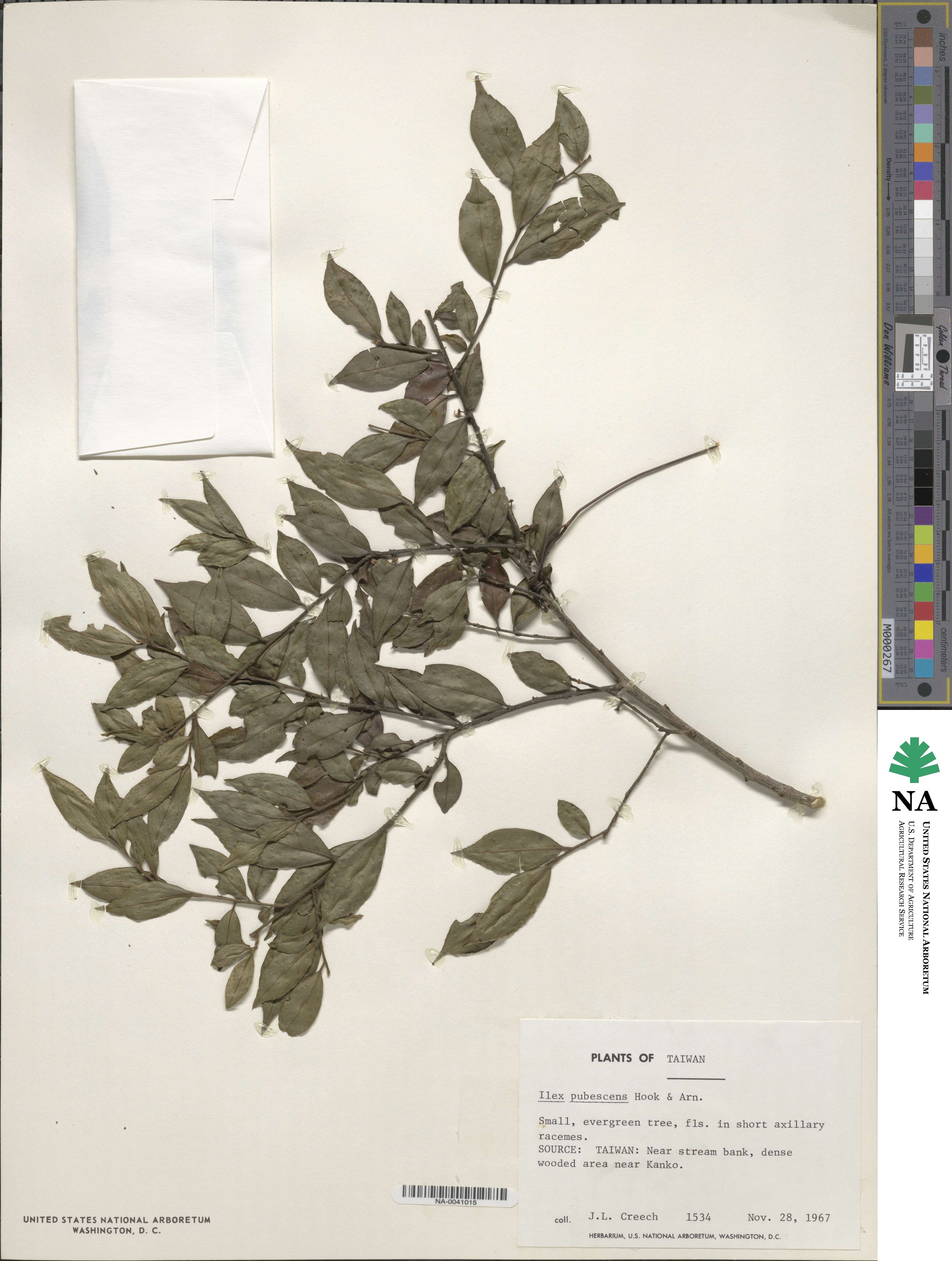 Ilex pubescens image