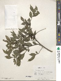 Ilex pubescens image