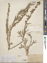 Artemisia vulgaris image