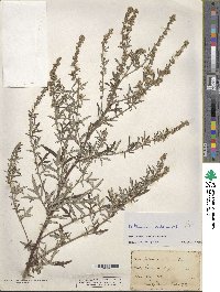 Artemisia vulgaris image