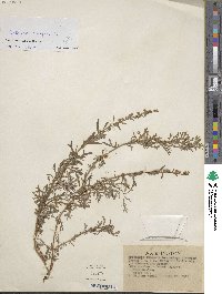 Artemisia vulgaris image