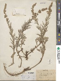 Artemisia vulgaris image