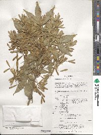 Fraxinus sieboldiana image