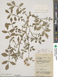 Solanum stoloniferum image