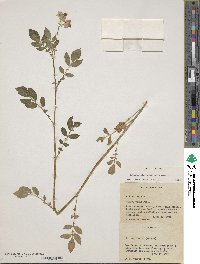 Solanum stoloniferum image