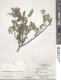 Sophora davidii image