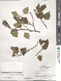 Crataegus kansuensis image