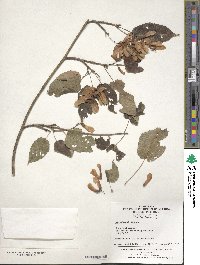 Acer davidii image