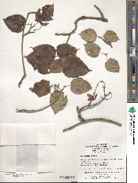 Acer davidii image