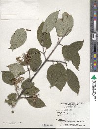 Cornus macrophylla image