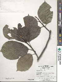 Magnolia acuminata image