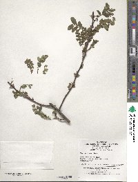 Rosa omeiensis image