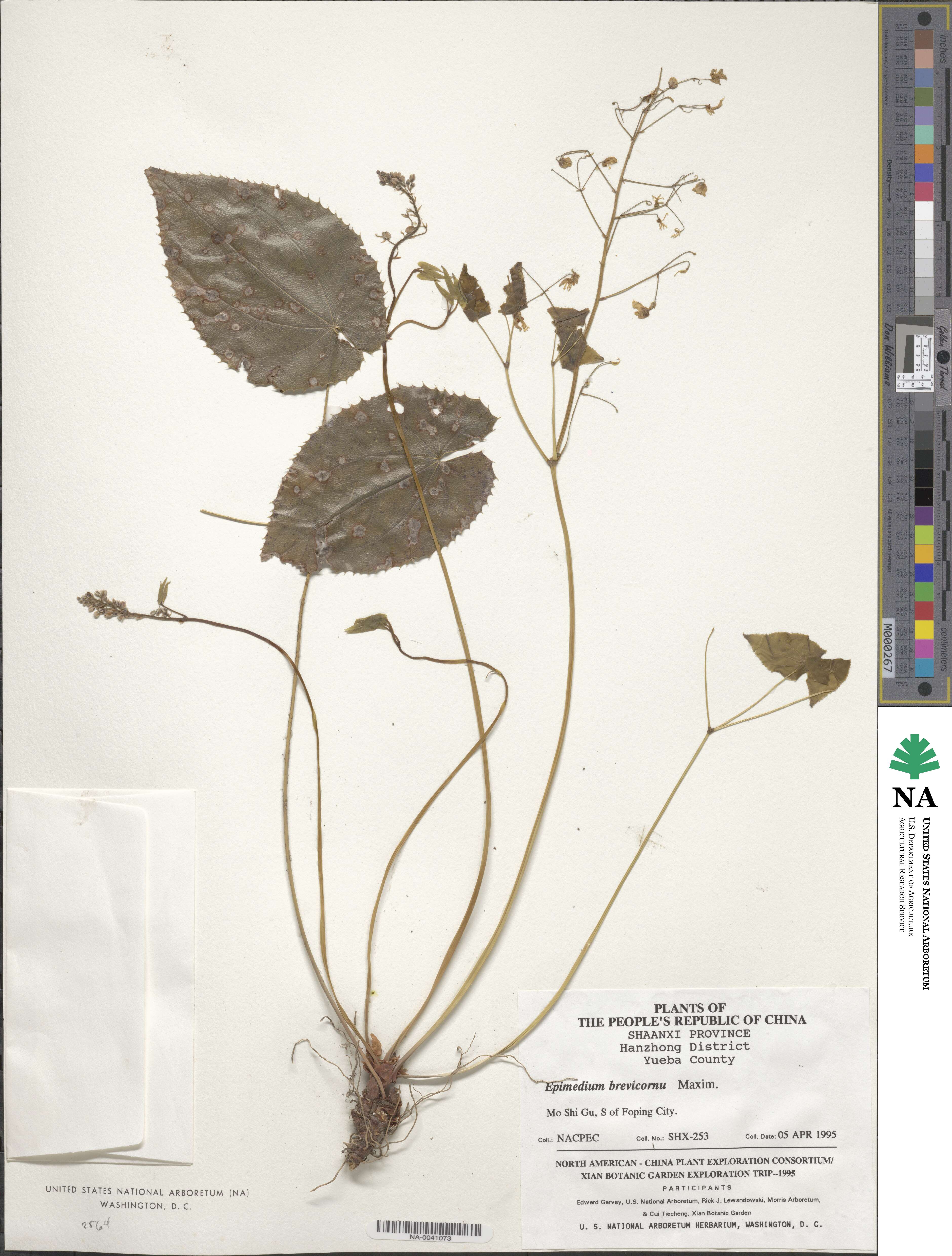 Epimedium brevicornu image