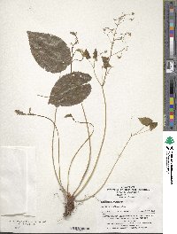 Epimedium brevicornu image