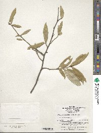 Elaeagnus lanceolata image