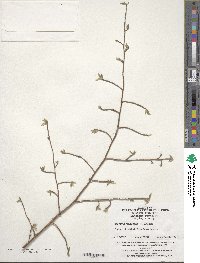 Stewartia sinensis image